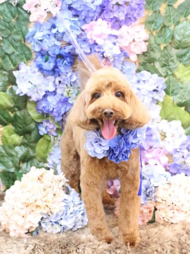 20250601テディくん